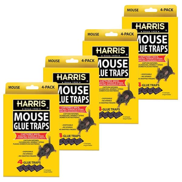 Harris Mouse Glue Traps (4-Pack) 4HMG4 - The Home Depot