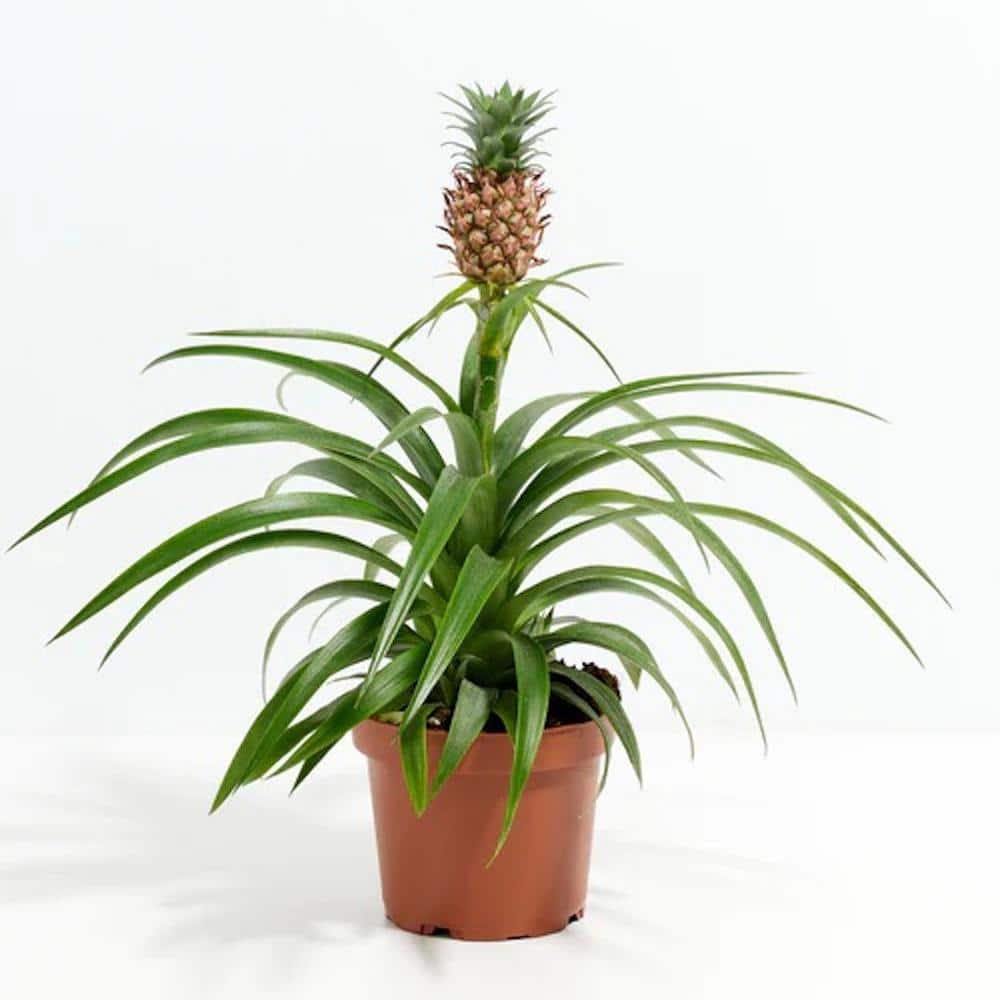 LIVELY ROOT 4 Pineapple Plant in Small Grower Pot LRPPIN4GR Home Depot