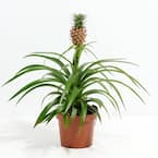 4 in Pineapple Plant in Small Grower Pot