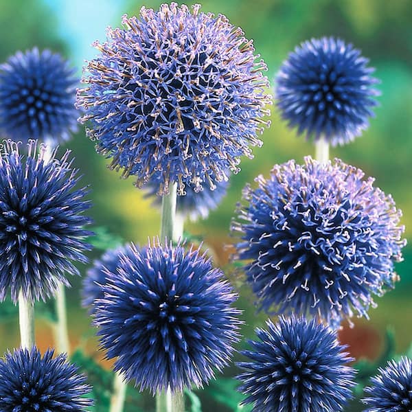 DIRECT GARDENING Veitch's Blue Flowering Globe Thistle Echinops Dormant Bare Root Perennial Starter Plant Roots (3-Pack)