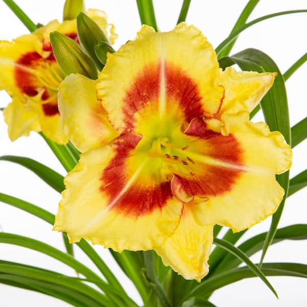 Vigoro 2 QT Hemerocallis Daylily 'Monterrey Jack' Yellow Perennial