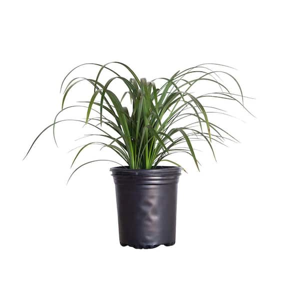 FLOWERWOOD 2.5 Qt. Super Blue Lily Turf (Liriope) Grass with Violet Purple Flower Spikes in Summer