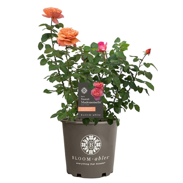 BLOOMABLES 2 Gal. Bloomables Sweet Mademoiselle Rose Bush with Peachy ...