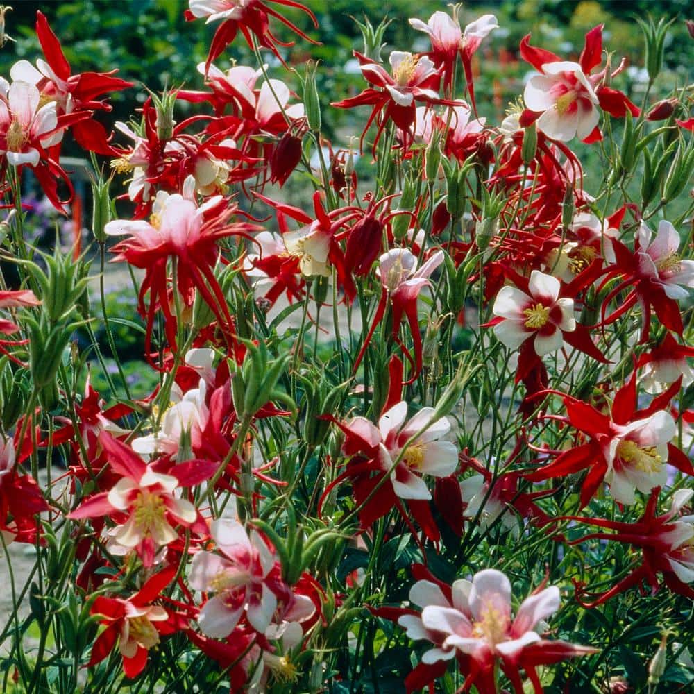 Aquilegia Columbine Crimson Star (Set of 5 Roots) price history on PriceWatchPro