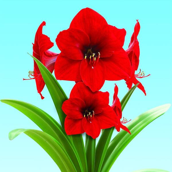Bloomsz Extra Large Red Lion Amaryllis with Red Pot