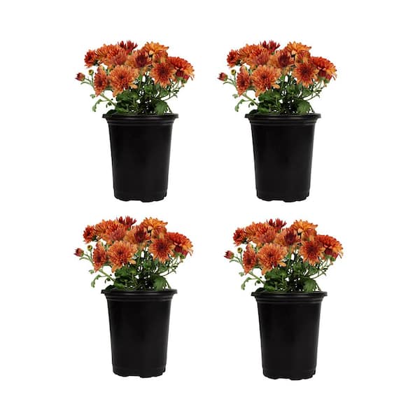 1 qt. Orange Mum Chrysanthemum (4-Pack)