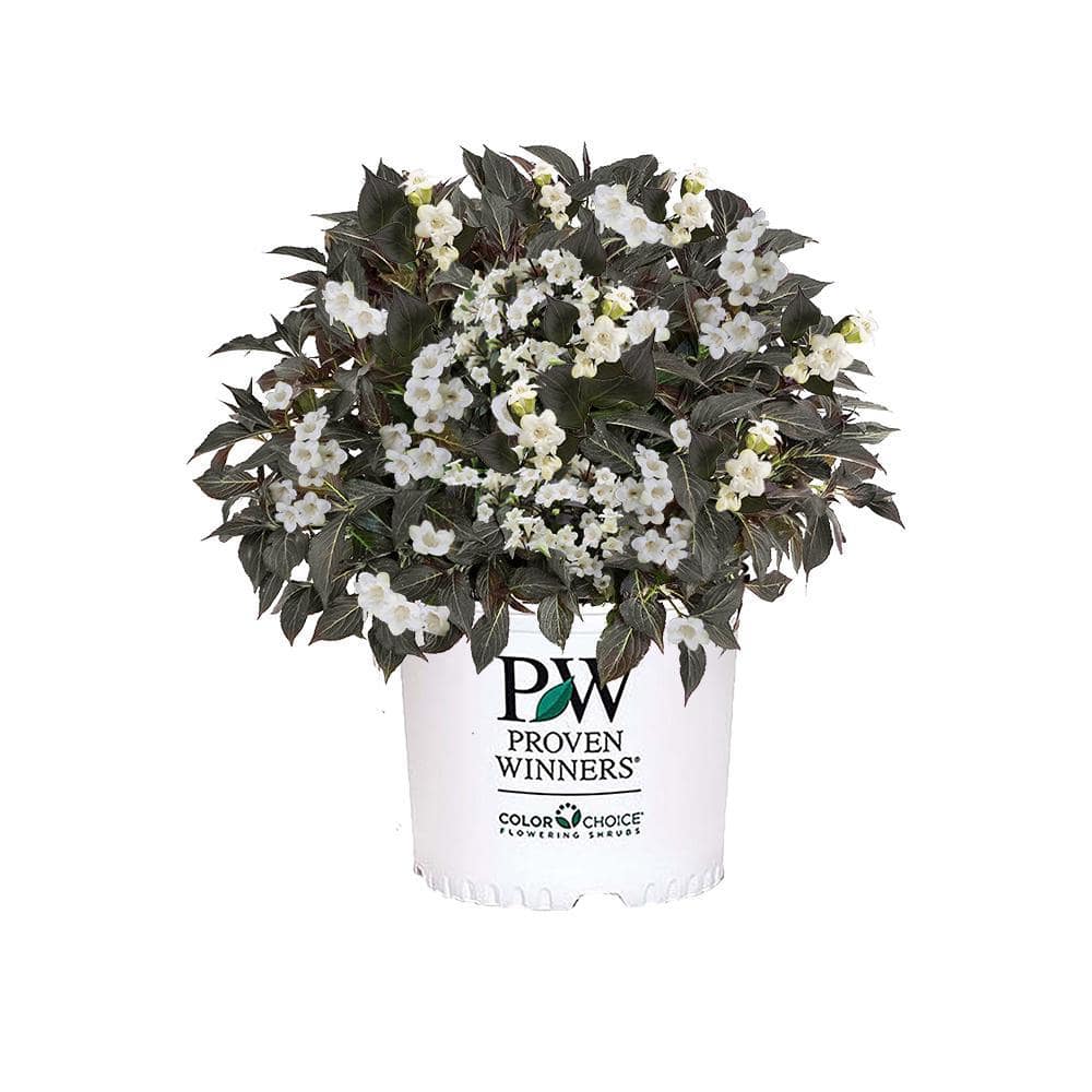 2 Gal. Wine & Spirits Weigela Shrub with White Flowers price history on PriceWatchPro