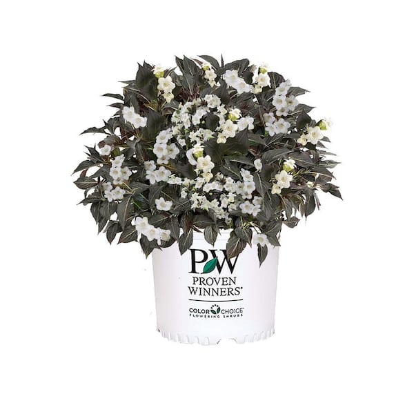PROVEN WINNERS 2 Gal. Wine & Spirits Weigela Shrub with White Flowers