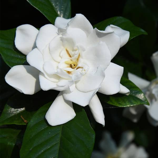 1 August Beauty Gardenia Shrub (2-Pack) THD00023 - The Home Depot