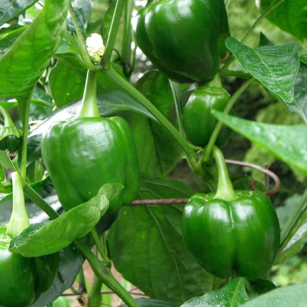 bell pepper plant
