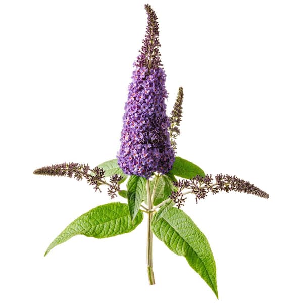 2 Gal. Pugster Blue Butterfly Bush (Buddleia) Live Shrub, Blue Flowers