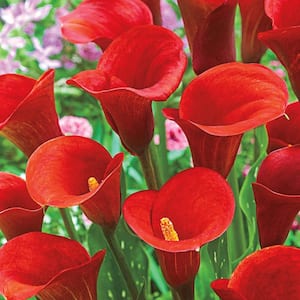Red Alert Calla Lily Dormant Flower Bulbs (5-Pack)