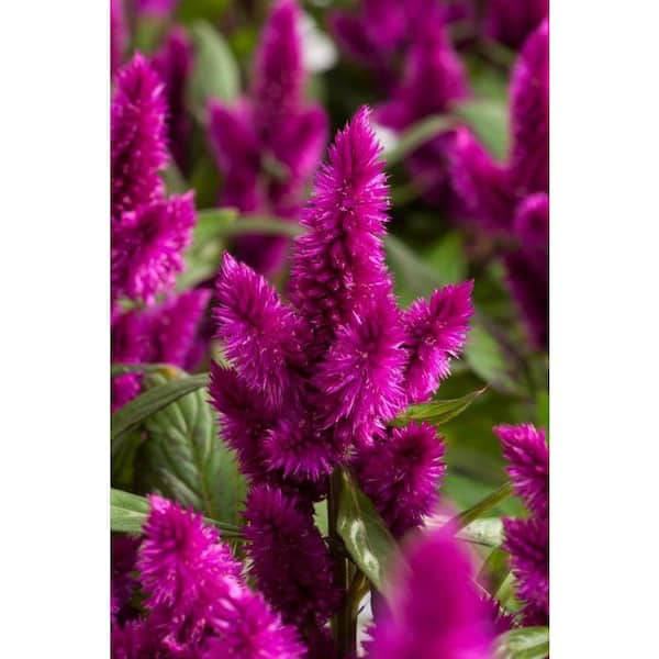 celosia 4 