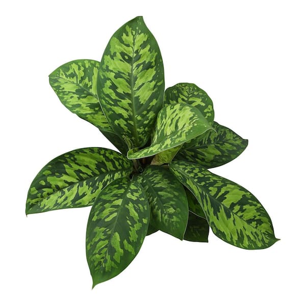 ALTMAN PLANTS Homalomena 'Camouflage', 6 in. White Decorative Pot