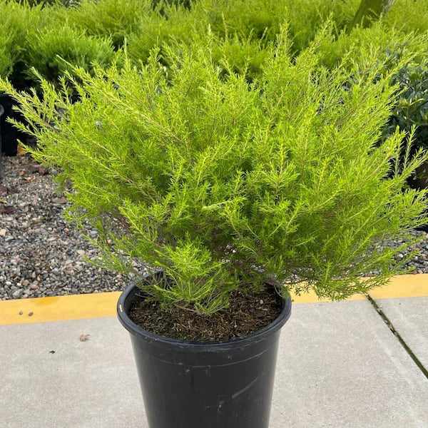 Alder & Oak #5 Container Sunset Gold Coleonema Evergreen Confetti