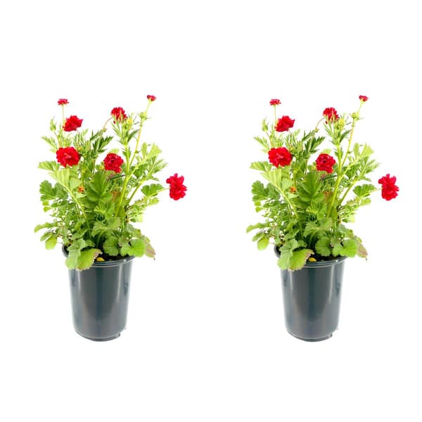 Unbranded 2.5 qt. Perennial Geum Blazing Sunset (2-Pack)