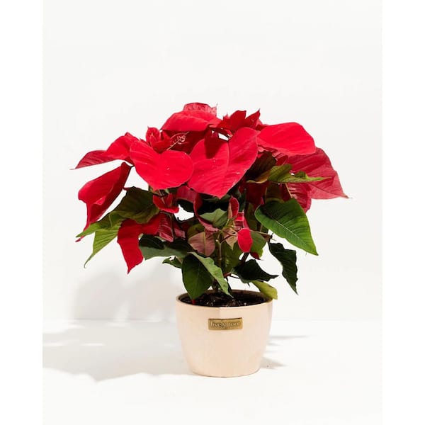 LIVELY ROOT 6 in. Holiday Poinsettia (Euphorbia Pulcherrima) in Medium Macadamia Eco Pot