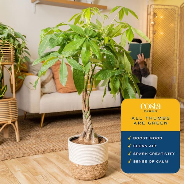 Costa Farms 10 in. Pachira Braid Indoor Money Tree Plant in Decor Weave Basket Planter, Avg. Shipping Height 3-4 ft. Tall