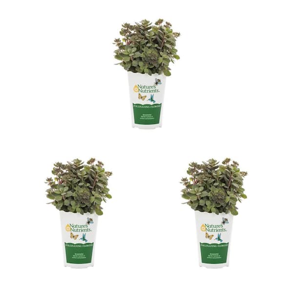 2 qt. Sedum Sunsparkler Wildfire Plant with No Blossoms in Grower Pot