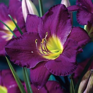 2.50 qt. Pot, Purple De Oro Daylily, Live Potted Deciduous Flowering Perennial Plant (1-Pack)