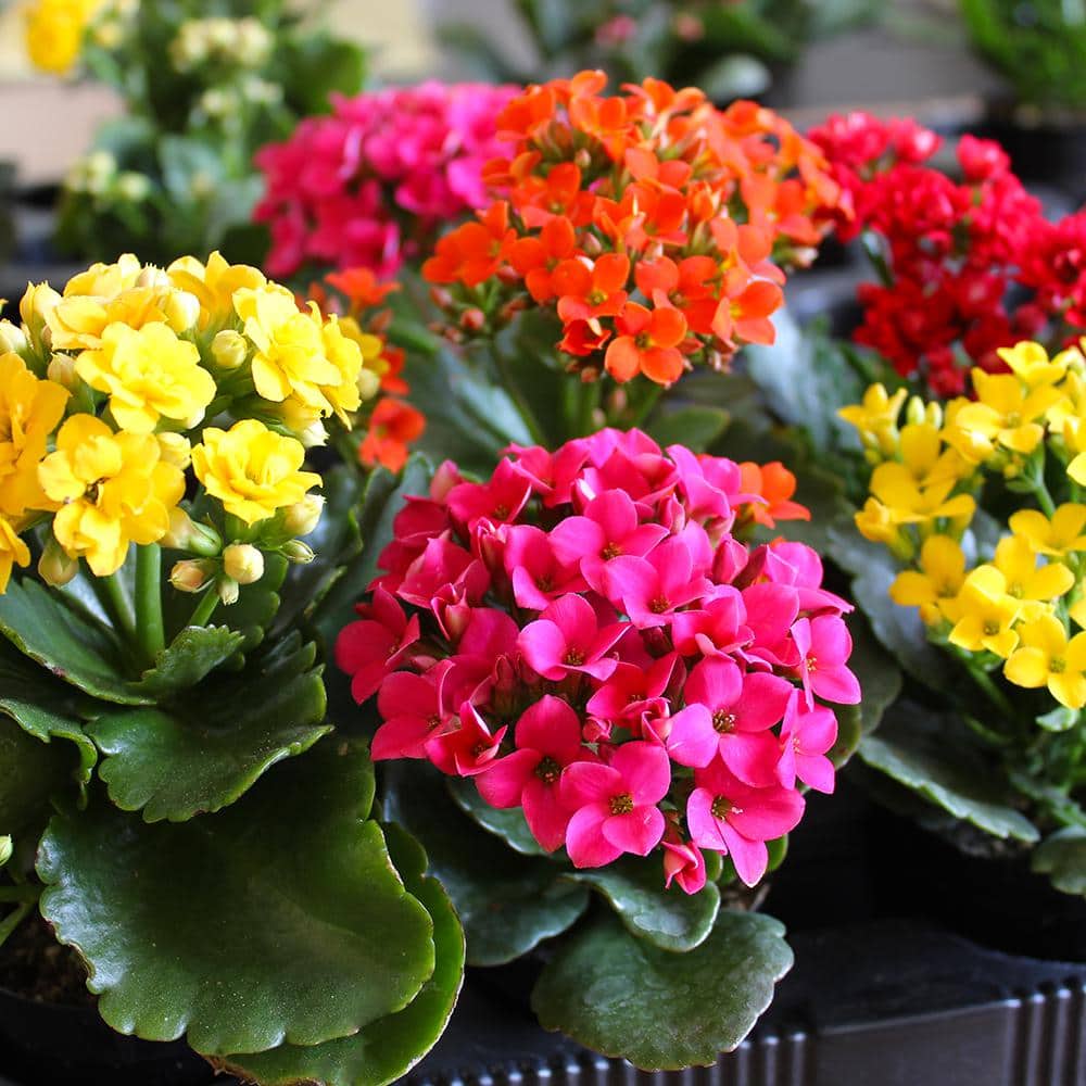 Assorted Color Kalanchoe Succulent Plants in Black Pots, 3-Pack