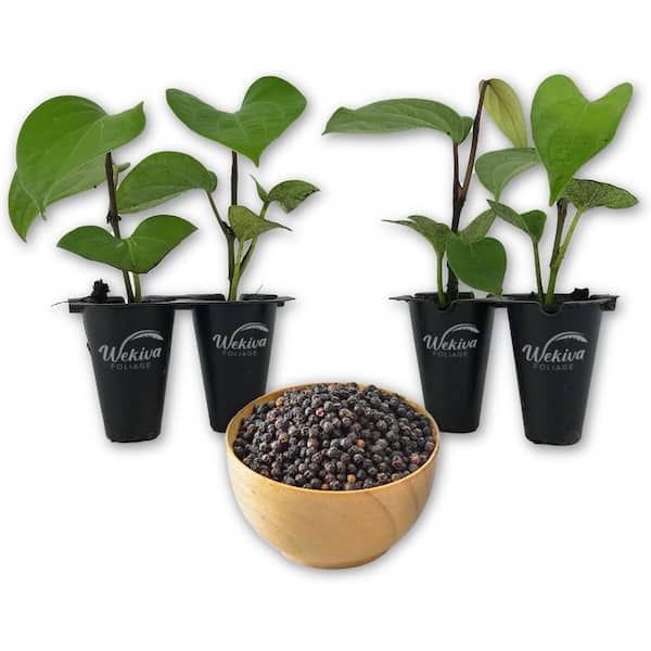 Wekiva Foliage Black Pepper Plant 4-Live Starter Vines in 2 in. Growers Pots-Piper Nigrum-Grow Your Own Spices in The Garden