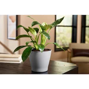 6.5 in. Hayward Small Smoked Gray Plastic Planter (6.5 in. D x 5.7 in. H)