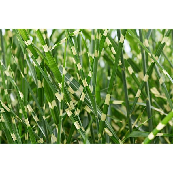 Online Orchards 1 Gal. Little Zebra Miscanthus Compact, White-Striped, Ornamental Grass Favorite