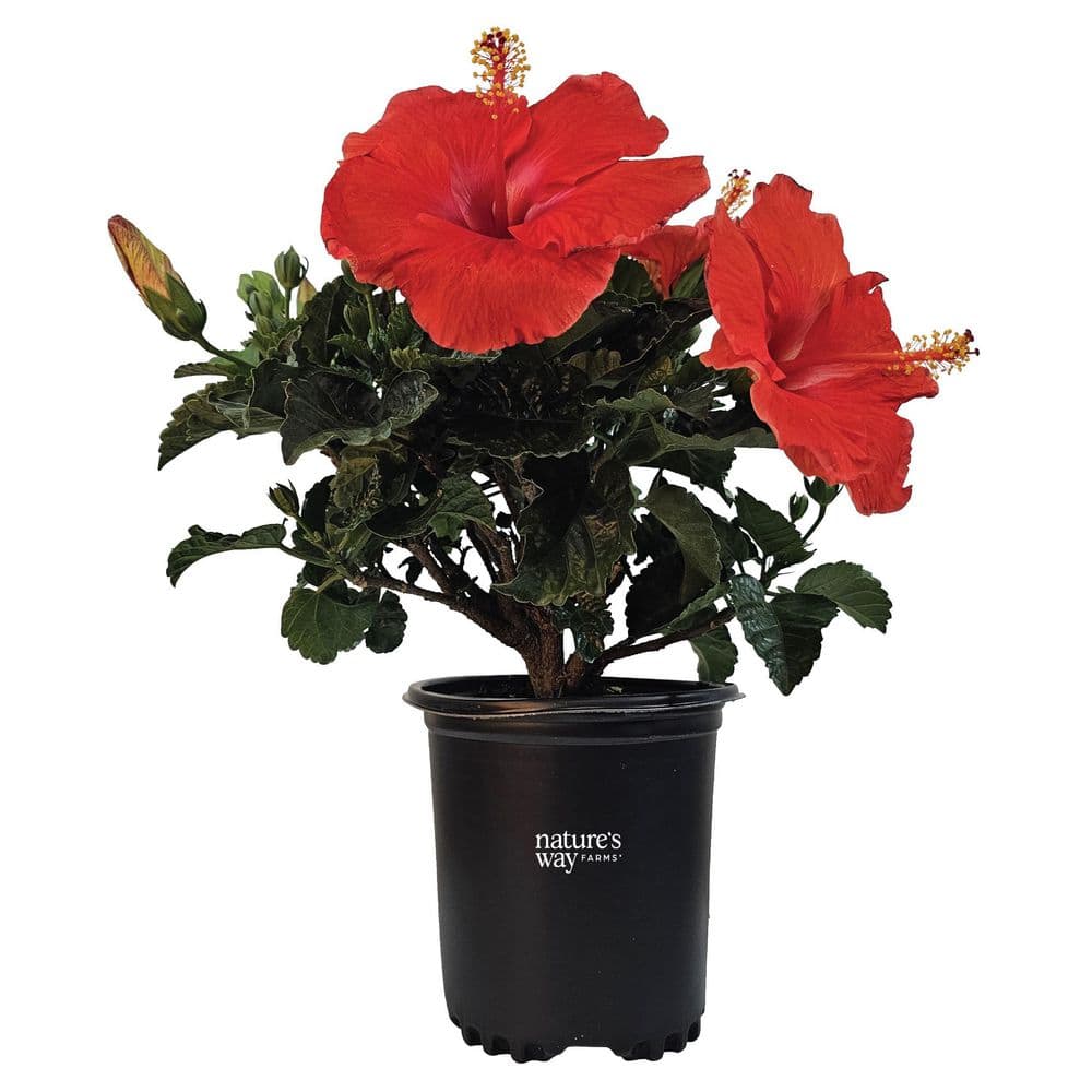 2.5 Quart President Hibiscus Flowering Shrub with Red Blooms (1-Pack) price history on PriceWatchPro