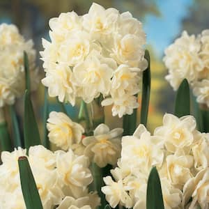 Summer Cheer Light Yellow Flowering Daffodil Dormant Summer Flowering Bulbs (10-Pack)