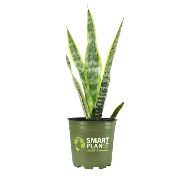 SMART PLANET 1G Single Sansevieria Laurentii In Nursery Pot