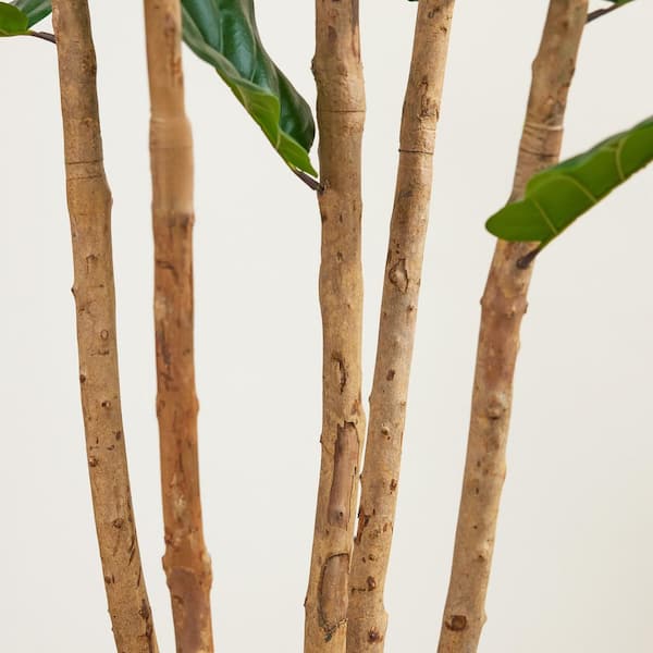 DR.Planzen Artificial 8 ft. Fiddle Leaf Fig Tree with White