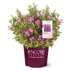 1 Gal. Autumn Amethyst Shrub with Stunning Purple Flowers