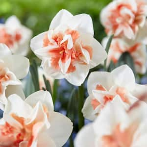 14/16 cm, Rosy Cloud Double Daffodil Flower Bulbs (Bag of 100)