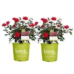 2 Gal. Red Double Knock Out Rose Bush with Red Flowers (2-Pack)
