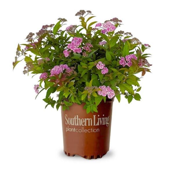 SOUTHERN LIVING 2.5 Qt. Little Bonnie Dwarf Spiraea, Live Deciduous Shrub, Clusters of Lavender-Pink Blooms