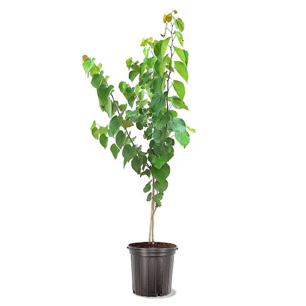 5 Gal. Oklahoma Pink Flowering Deciduous Redbud Tree