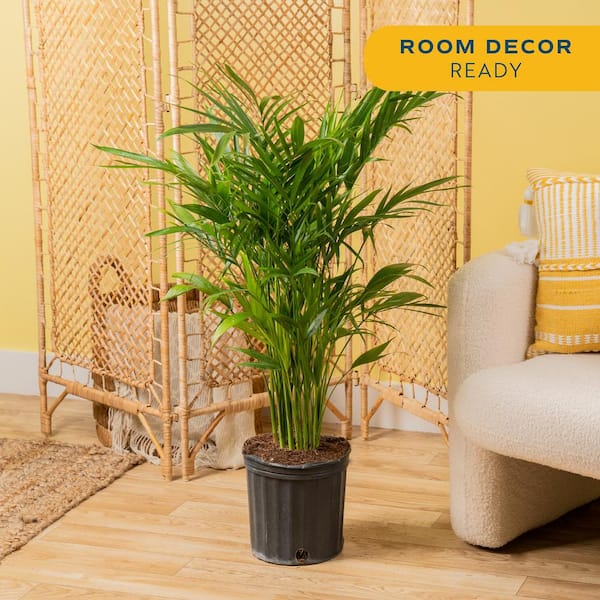 Cateracterum Indoor Palm (Cat Palm) in 8.75 in. Grower Pot, Avg. Shipping Height 3-4 ft. Tall
