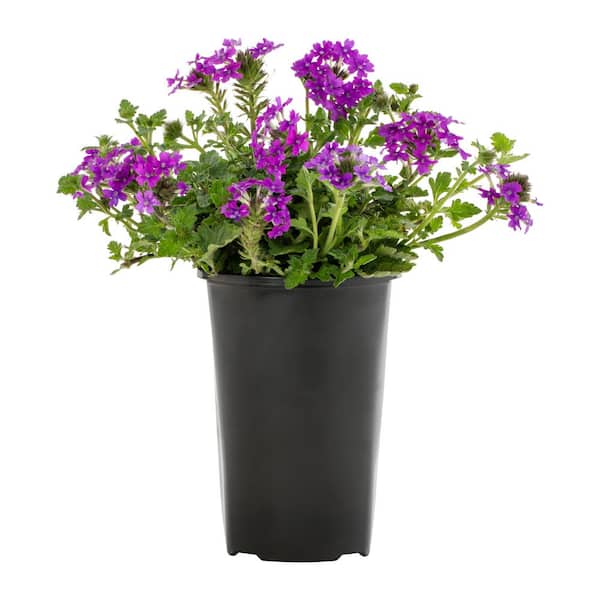 METROLINA GREENHOUSES 2 Qt. Verbena Homestead Purple Perennial