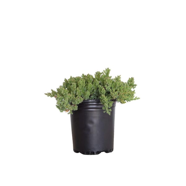 2.5 Qt. Juniper Procumbens Nana Evergreen Groundcover Shrub