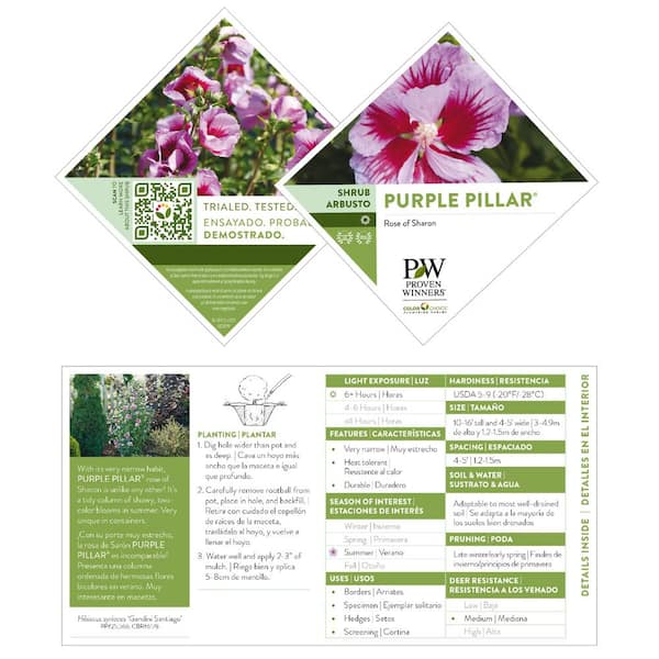 PROVEN WINNERS 2 Gal. Purple Pillar Rose of Sharon (Hibiscus) Plant with  Purple Flowers 14762 - The Home Depot