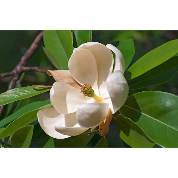BELL NURSERY 3 Gal. Sweetbay Magnolia (Magnolia virginiana) Live Flowering Tree with Fragrant Cream-White Flowers (1-Pack)