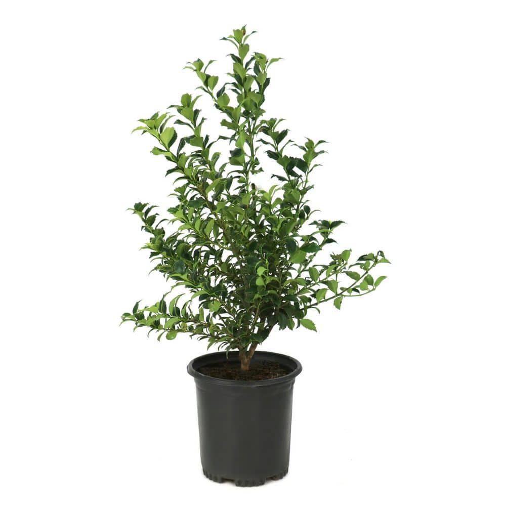 3 gal. Ilex Miss Patricia Shrub price history on PriceWatchPro