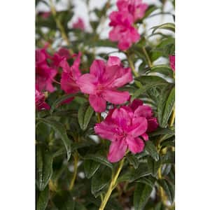 1 Gal. Autumn Jewel Shrub with Small Magenta Pink Reblooming Flowers