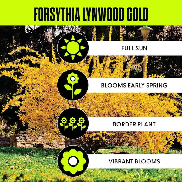 Forsythia Lynwood Gold Root Stock (1-Set)