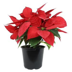 6.5 in. Poinsettia Red Solo