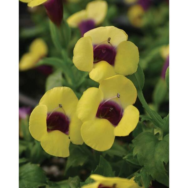 PROVEN WINNERS 4-Pack, 4.25 in. Grande Catalina Gilded Grape Wishbone Flower (Torenia) Live Plant, Yellow and Purple Flowers