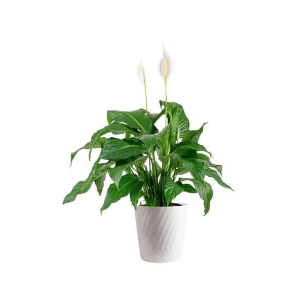 Vigoro Spathiphyllum Peace Lily Indoor Plant in 9.25 in. White