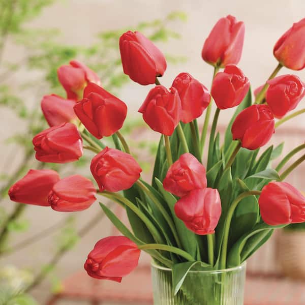 VAN ZYVERDEN Red Tulips Non-Stop Red Blend Bulbs (25-Pack) 87016