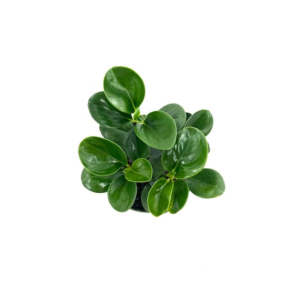 HAMPSHIRE FARMS 6 in peperomia green plant in grower pot